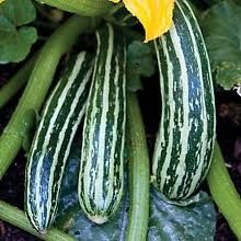 25 Vegetable Seeds Cocozelle Zucchini Squash      #IEB30