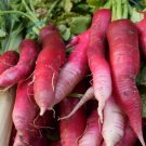 China Rose Radish 200  Seeds, easy to grow       #IEB30