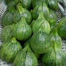 25 Vegetable Seeds Italian Round Zucchini     #IEB30