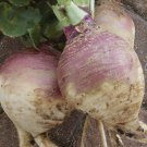 500 vegtable seeds Purple Top Rutabaga        #IEB30