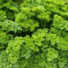 300 Moss Curled Parsley Seeds, easy to grow  #IEB30