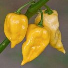 Lemon Habanero Pepper, 25   Vegetable Seeds  #IEB30
