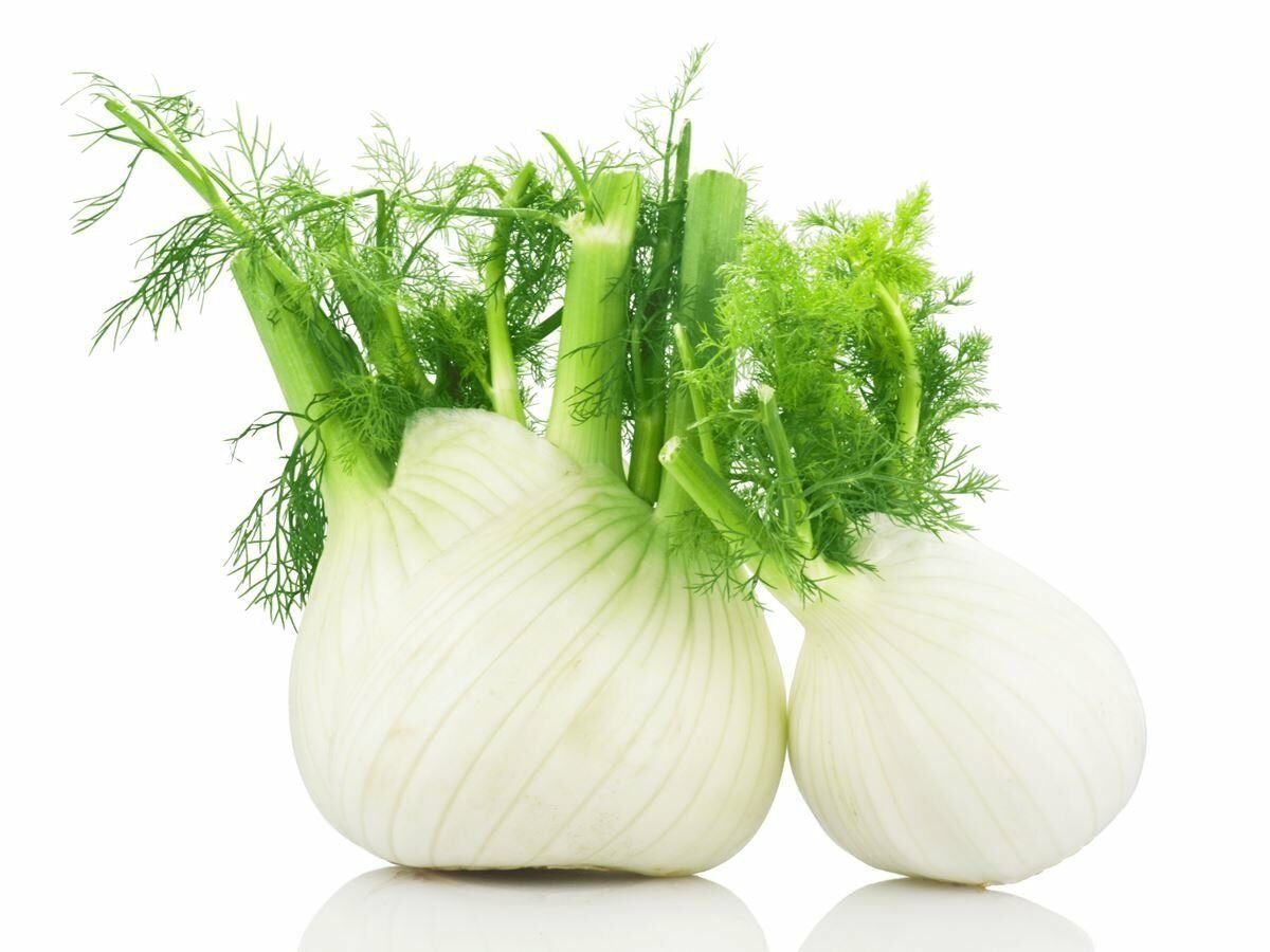 Florence Fennel Herb, 150 Seeds IEB30