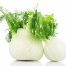 Florence Fennel Herb, 150 Seeds   #IEB30