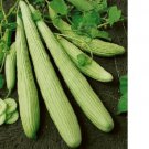 Striped Armenian yard long Cucumber, 20 vegetable seeds #IEB31