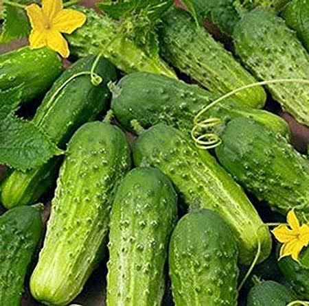 Wisconsin Cucumber, 20 vegetable  Seeds       #IEB31