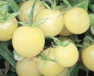 20 vegetable seeds White   tomato , easy to grow   #IEB31