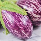 Vegetable seeds  Listada de Gandia Eggplant, 20 seeds     #IEB31