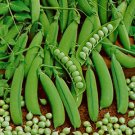 Little Marvel Pea 25 seeds, easy to grow  #IEB31