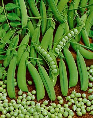 Little Marvel Pea 25 seeds, easy to grow  #IEB31