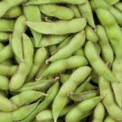 Shirofumi Soybean 25 seeds, easy to grow #IEB31