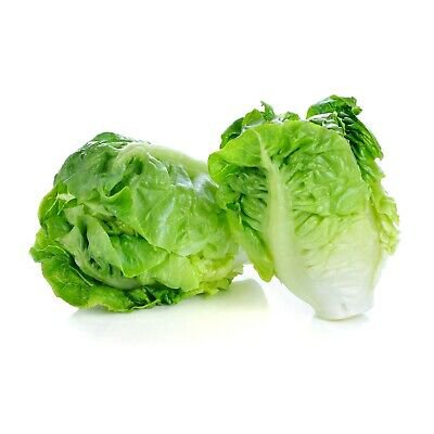500 vegetable seeds Little Gem Lettuce, easy to grow #IEB32
