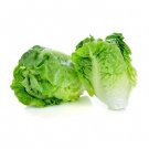 500 vegetable seeds Little Gem Lettuce, easy to grow #IEB32