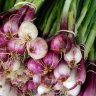 Scarlet Bandit Onion 250 Seeds , easy to grow  #IEB32