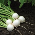 250 vegetable seeds Hakurei F1 Turnip   #IEB32