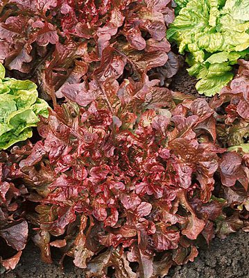 Red Salad Bowl Lettuce, 500 vegetable Seeds   #IEB32