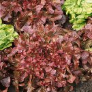 Red Salad Bowl Lettuce, 500 vegetable Seeds   #IEB32