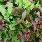 500 Seeds  Mesclun Mix Lettuce. Easy to grow #IEB32
