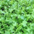 250 seeds Mizuna Mustard  #IEB32