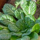 250 vegetable seeds Tatsoi Mustard, easy to grow  #IEB32