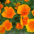 500 flower seeds orange California Poppy     #IEB32