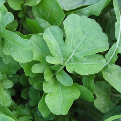 250  Slow Bolt Arugula Seeds   #IEB32