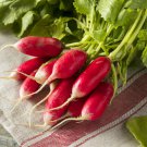 250 vegetable seeds French Breakfast Radish      #IEB32
