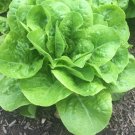 Buttercrunch Lettuce 500 vegetable Seeds, easy to grow  #IEB32