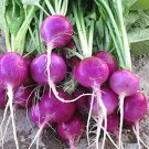 Purple Plum Radish 250  Seeds  , easy to grow  #IEB32