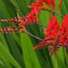 50 flower seeds red Lucifer Crocosmia, easy to grow    #IEB34