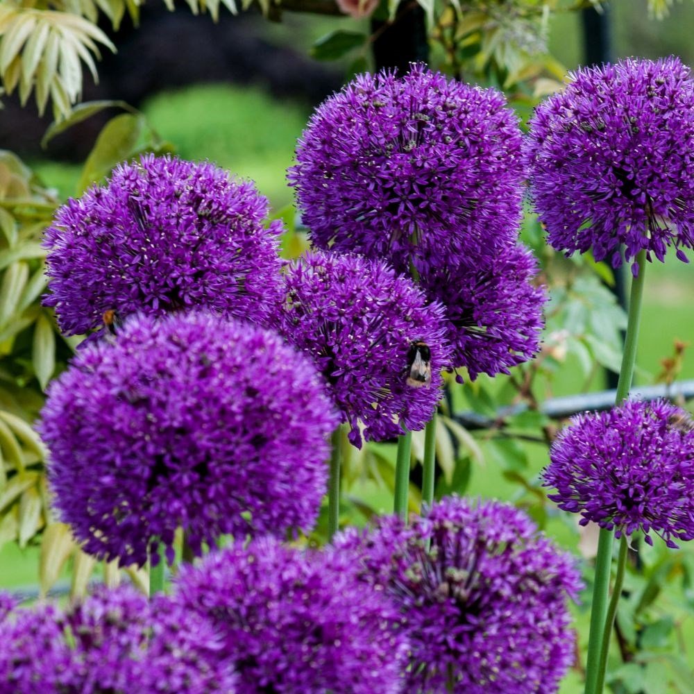 100 flower seeds Purple Allium, easy to grow  #IEB34