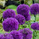 100 flower seeds Purple Allium, easy to grow  #IEB34