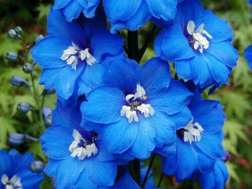 50 flower seeds Larkspur Blue Bird      #IEB34