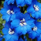 50 flower seeds Larkspur Blue Bird      #IEB34