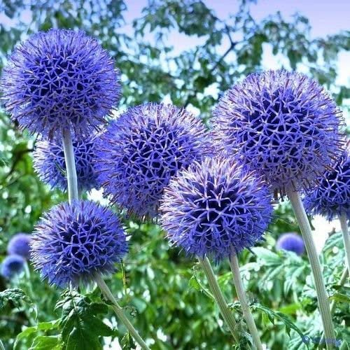 20 flower seeds Blue Globe Thistle , great for your garden  #IEB34