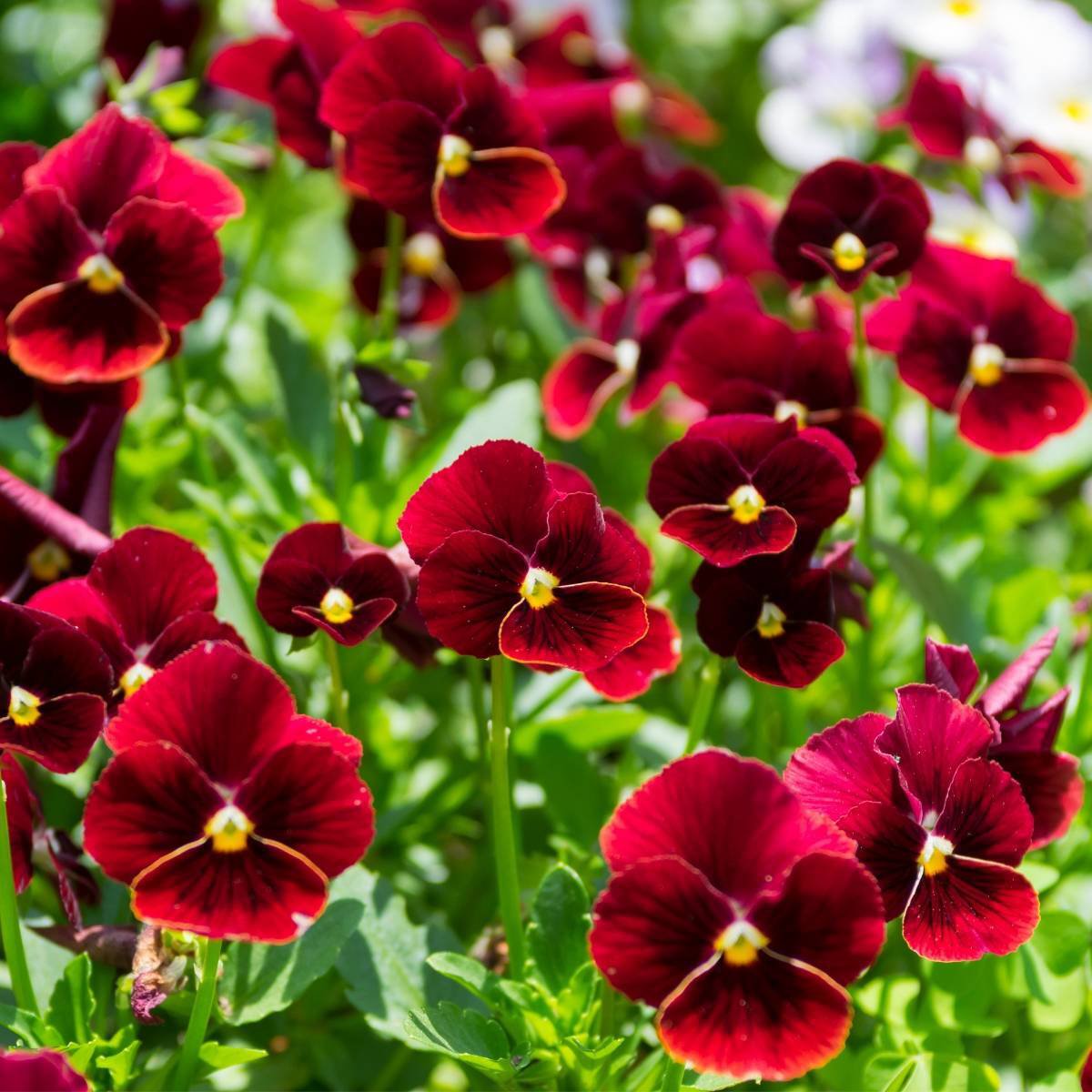 50 flower seeds viola arkwright ruby   #IEB34