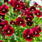 50 flower seeds viola arkwright ruby   #IEB34