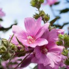 50 flower  seeds  Small Pink Hollyhock, easy to grow  #IEB34