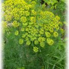50 flower seeds yellow Dill   #IEB34