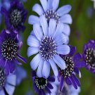 50 flower seeds Blues Blue Daisy , easy to grow #IEB34