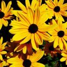 Yellow Black Eyed Susan  100 seeds, easy to grow #IEB34