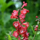 50 flower seeds Penstemon Scarlet Queen, easy to grow    #IEB34