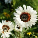 50 flower seeds White Venidium, easy to grow  #IEB34