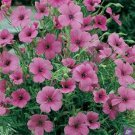100 flower seeds Viscaria Rose Angel   #IEB34