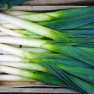 50  vegetable seeds Scallion Green Onion, easy to grow   #IEB35