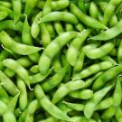30 Vegetable   Seed Japanese Edamame Soy Bean     #IEB35