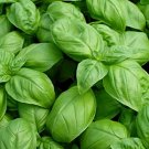 50 Seeds Sweet Italian Basil   Herb Garden Seed     #IEB35