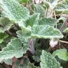 Fresh Catnip Garden Vegetable  Catmint Catswort Herb 50 Seed    #IEB35