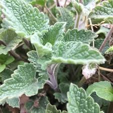 Fresh Catnip Garden Vegetable  Catmint Catswort Herb 50 Seed    #IEB35