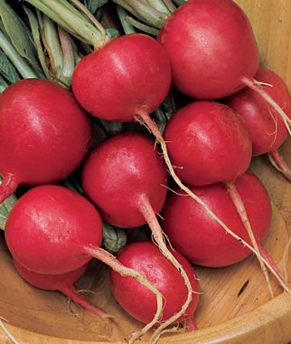 Red Globe Radishes Seed,  50 seeds #IEB35
